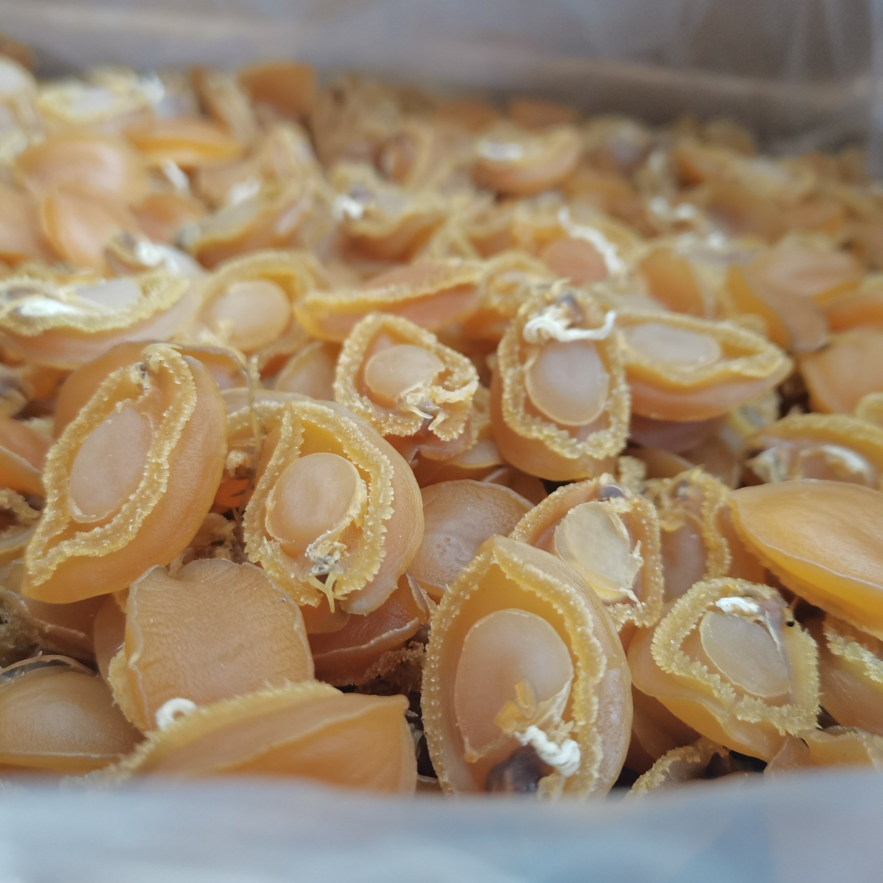 [鮑魚干批發(fā)]鮑魚干500g約40個淡干海味海產(chǎn)干貨煲湯營養(yǎng)滋補(bǔ)送禮養(yǎng)生